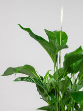 files/IndoorPlants-StudioShots13.11.2023-606.jpg